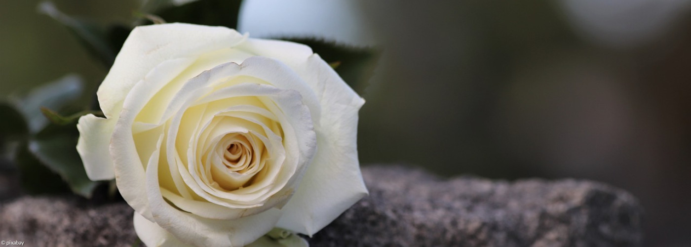 Weiße Rose